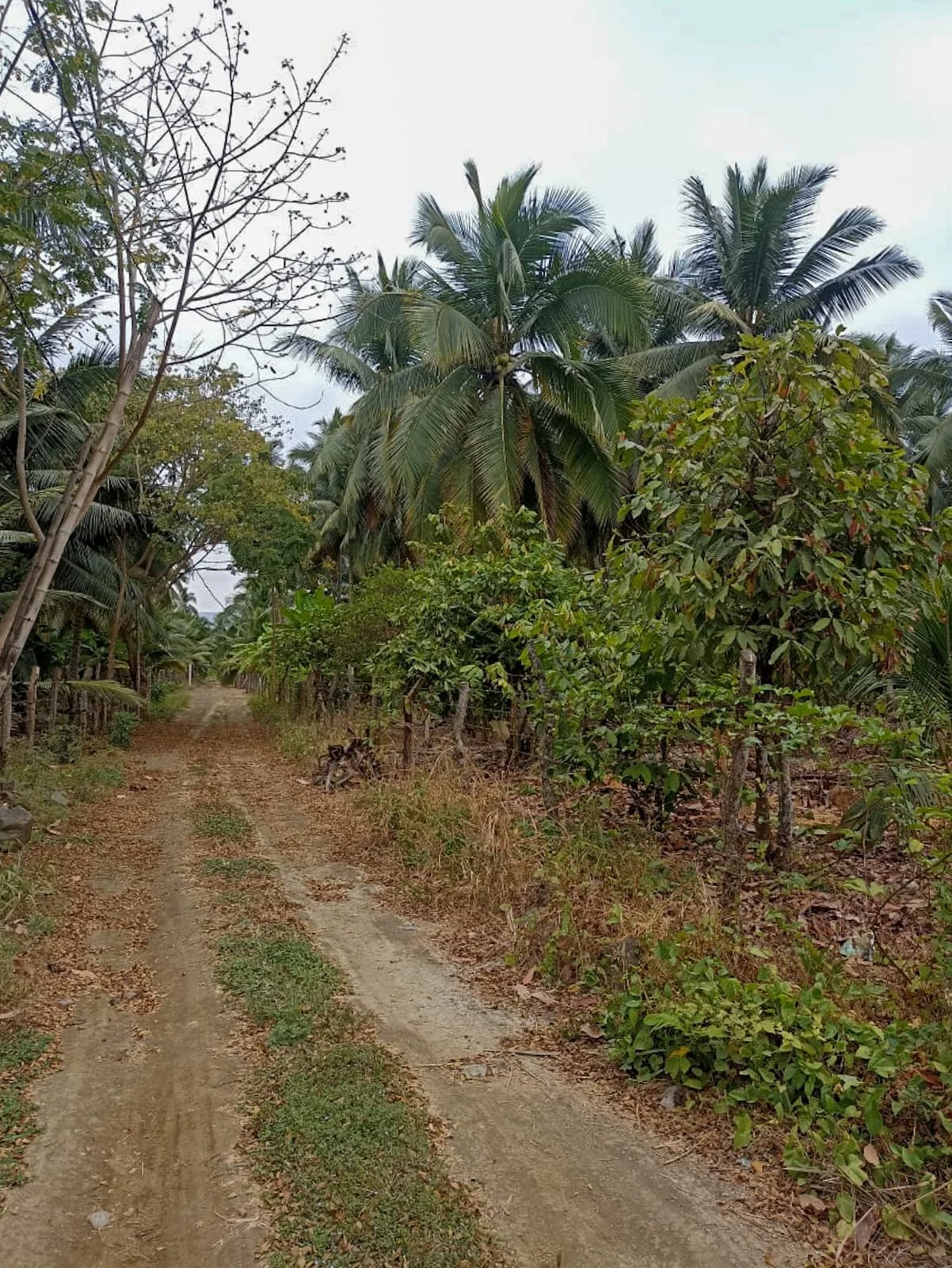 Vista 2